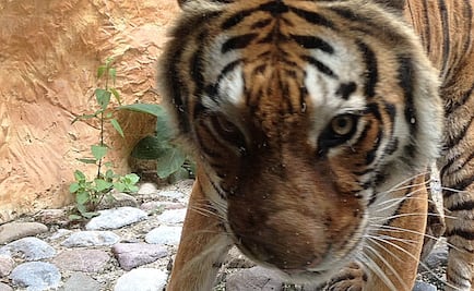 Muere Shere Khan, el tigre de bengala del zoológico de Aragón