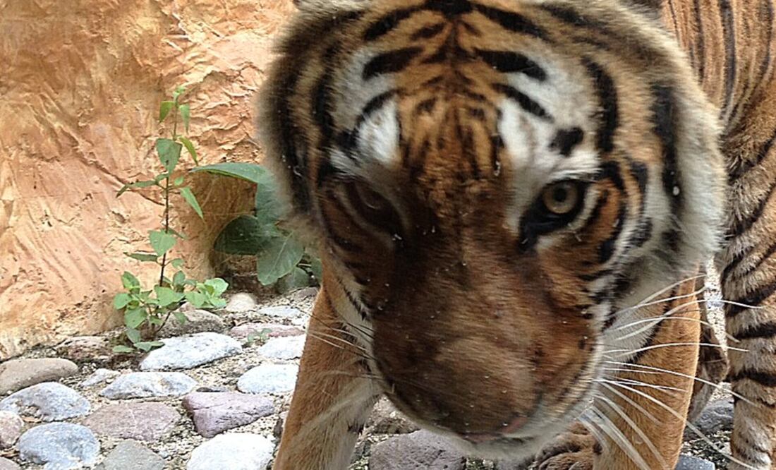 Imagen ilustrativa. Foto: Archivo. EL UNIVERSAL