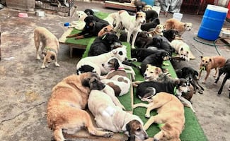 Diputada del PRI propone crear Registro Digital de Refugios y Albergues para animales en CDMX; iniciativa ya fue turnada a comisiones