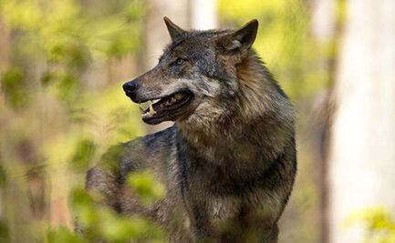 Niño sufre agresión tras meter la mano a jaula de lobo en zoológico de Nezahualcóyotl