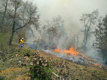 Incendio consume más de 150 hectáreas de bosque en Zacapu