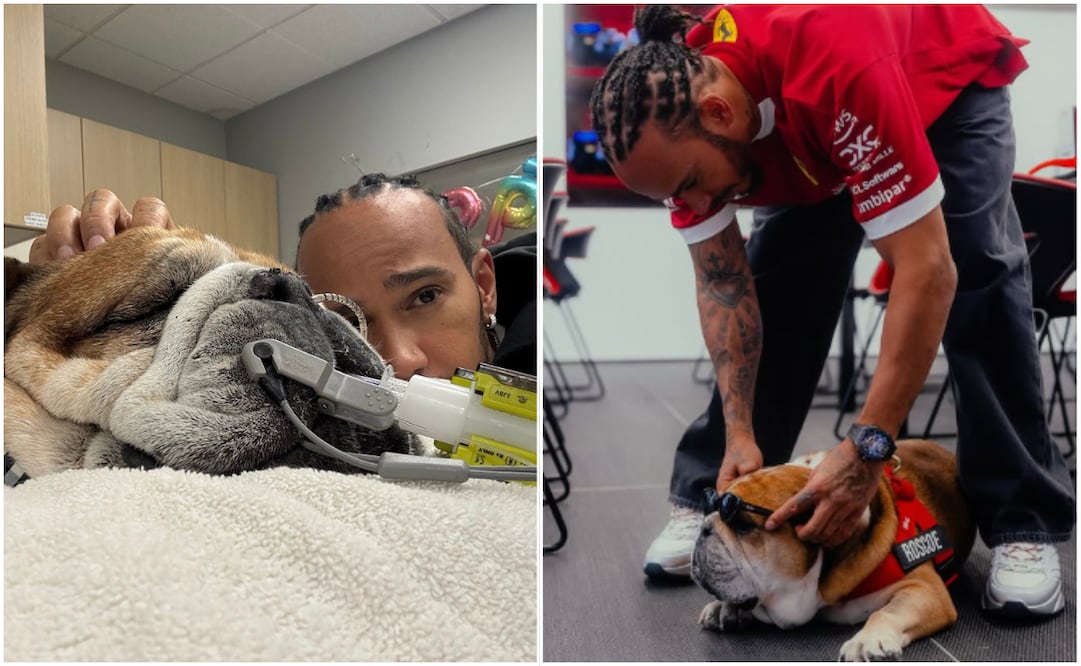 Roscoe, perrito de Lewis Hamilton entra en coma; el piloto pide apoyo y oraciones en redes por su salud. Foto: Instagram @lewishamilton