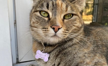 ¿Qué pasa con los gatitos de Los Pinos?; piden ayuda para Presicat y más felinos que vivían en el recinto