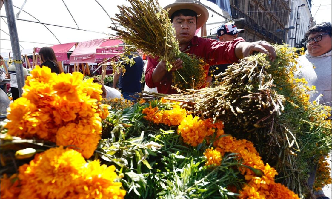Productores de flor de cempasúchil venden su producto en el Zócalo de la Ciudad de México con precios que van de los 20 a 45 pesos, dependiendo del tamaño y la variedad de la flor, el 27 de octubre d e2025. Foto: Berenice Fregoso/EL UNIVERSAL