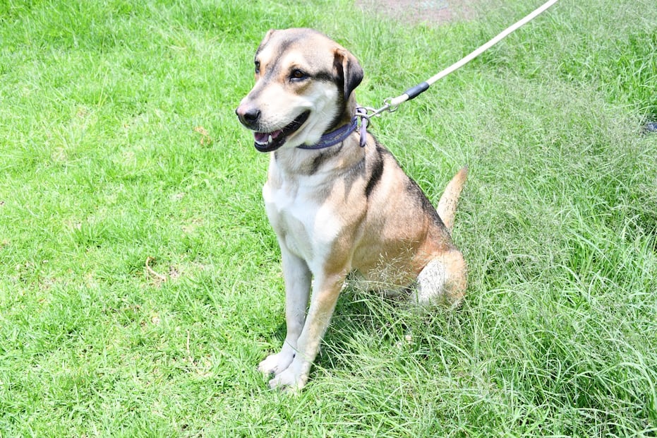 Durante “Una patita de ayuda” habrá consultas médicas, pasarela de adopción y exhibición de adiestramiento canino (18/09/2026). Foto: especial