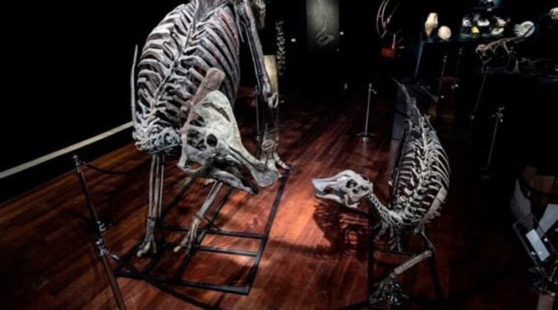 ¿Cómo se apareaban los dinosaurios?