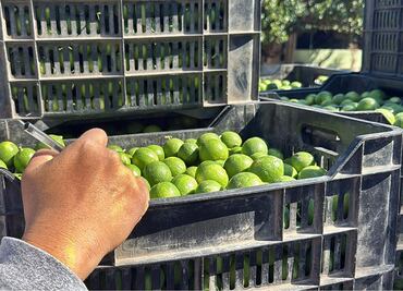 FOTOS: Además de las extorsiones y amenazas, limoneros temen ahora a las minas