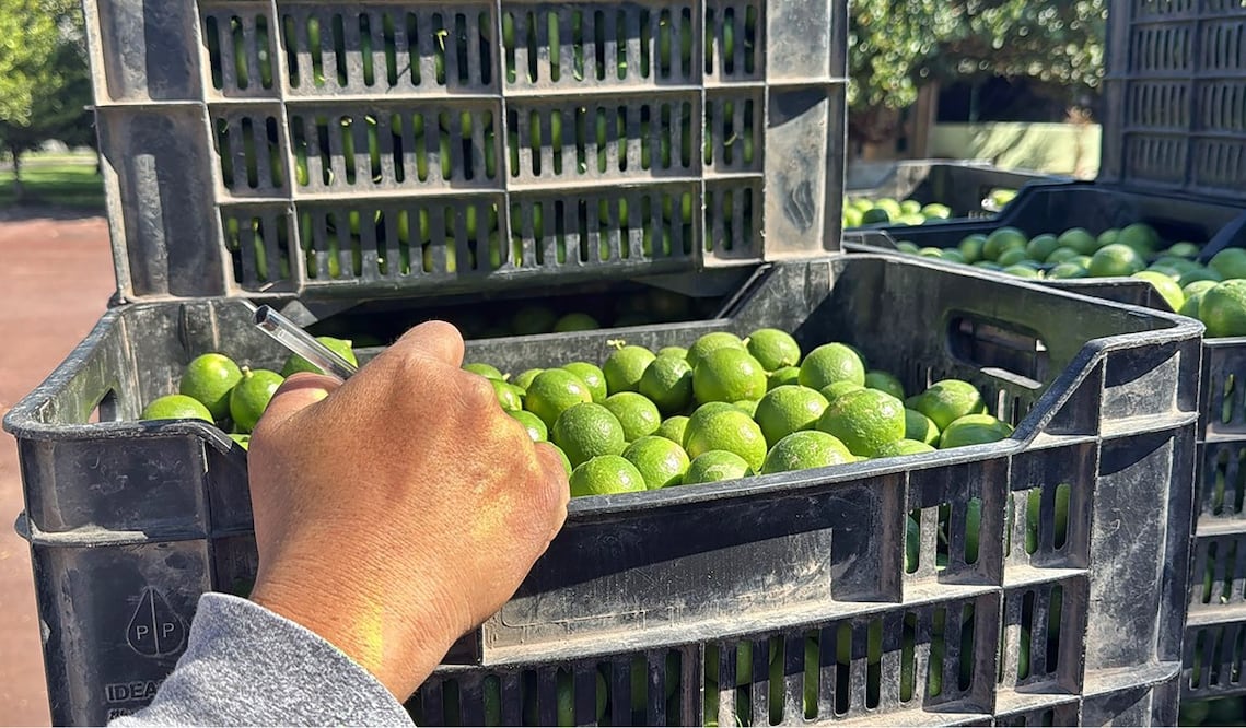 Limoneros temen a los campos minados. Foto: Carlos Arrieta/EL UNIVERSAL