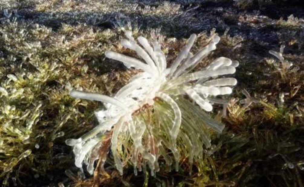 Alertan por entrada de Frente Frío 15 en Hidalgo