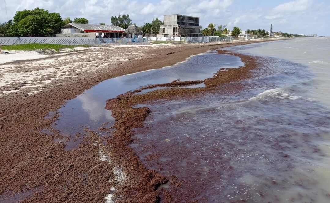 La llegada de sargazo ha impedido que muchos bañistas se atrevan a meterse al agua. Foto: Yazmín Rodríguez / EL UNIVERSAL