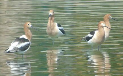 Por primera vez, avistan 2 nuevas especies de aves en el lago de San Juan de Aragón