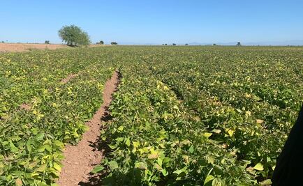 Afecta clima más de 50 mil hectáreas de cultivos en Sinaloa