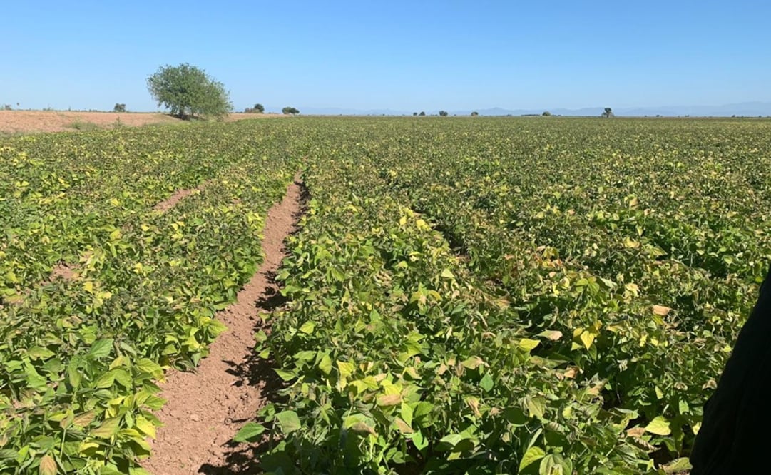 Cultivos dañados en Sinaloa. Foto: Especial