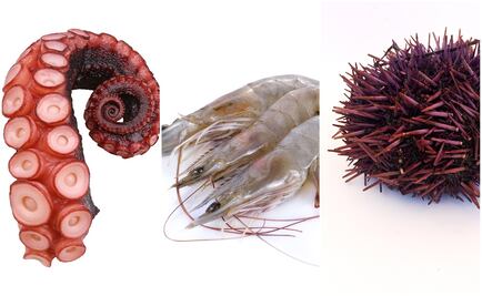 Conoce la veda de  mariscos en México