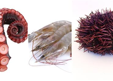 Conoce la veda de mariscos en México