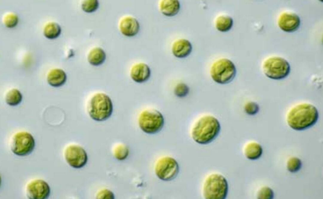 Imagen sólo de ilustración. Foto: Archivo