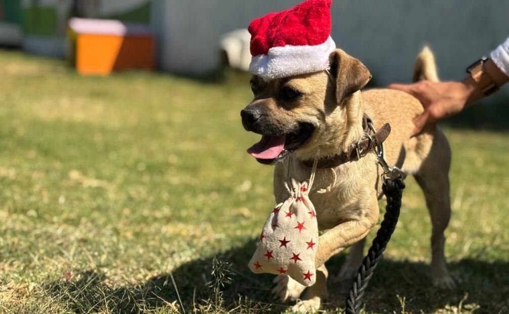 El Centro de Transferencia Canina del Metro tiene 55 perros a su cargo(18/12/2024). Foto: Especial
