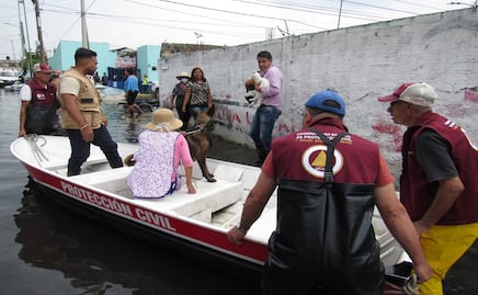 Delfina Gómez encabeza acciones de rescate de animales afectados por lluvias en Chalco; agradece apoyo de brigadas y asociaciones