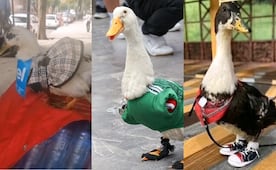 Merlín no fue el primero: ¿qué pasó con Bruna y Waffle, hermanas del ave que también fueron famosas?; aquí te lo decimos