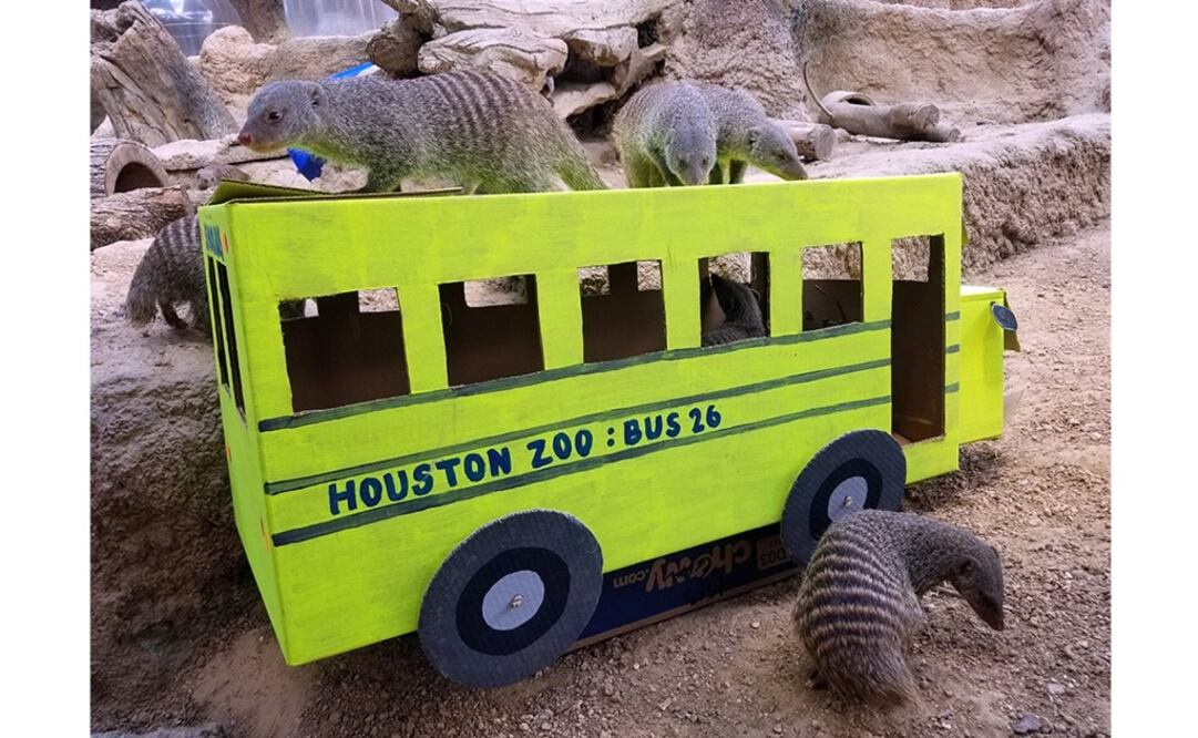 (Foto: Zoológico de Houston)