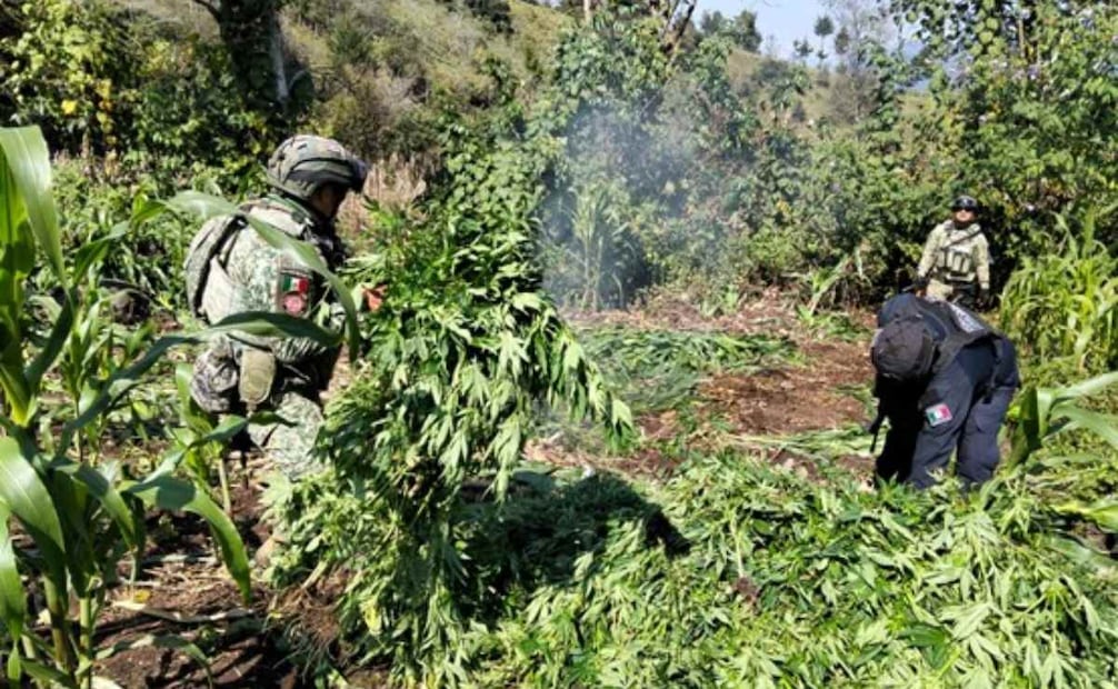 Autoridades localizaron en el municipio de Santiago el Pinar, Chiapas cuatro plantíos de marihuana con una superficie de casi 10 metros cuadrados. Foto: Especial