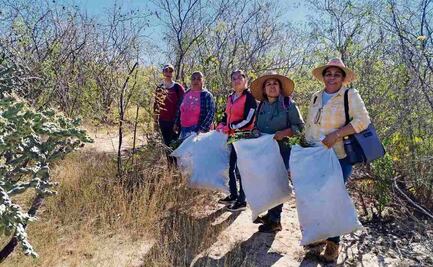 Mujeres rurales encuentran en la damiana un emprendimiento
