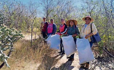Mujeres rurales encuentran en la damiana un emprendimiento