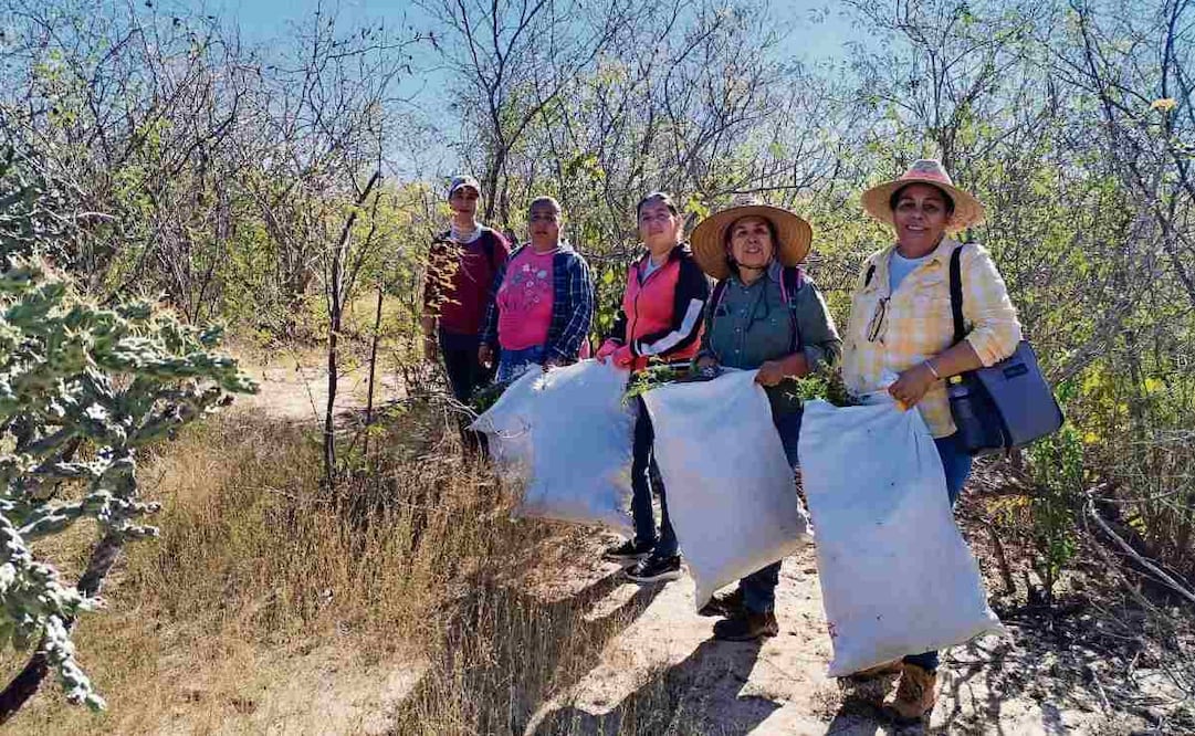 Las mujeres de la damiana caminan entre el monte seco sudcaliforniano, bajo el sol, buscando esta planta silvestre solicitada por sus propiedades medicinales. Foto: Gladys Navarro / EL UNIVERSAL