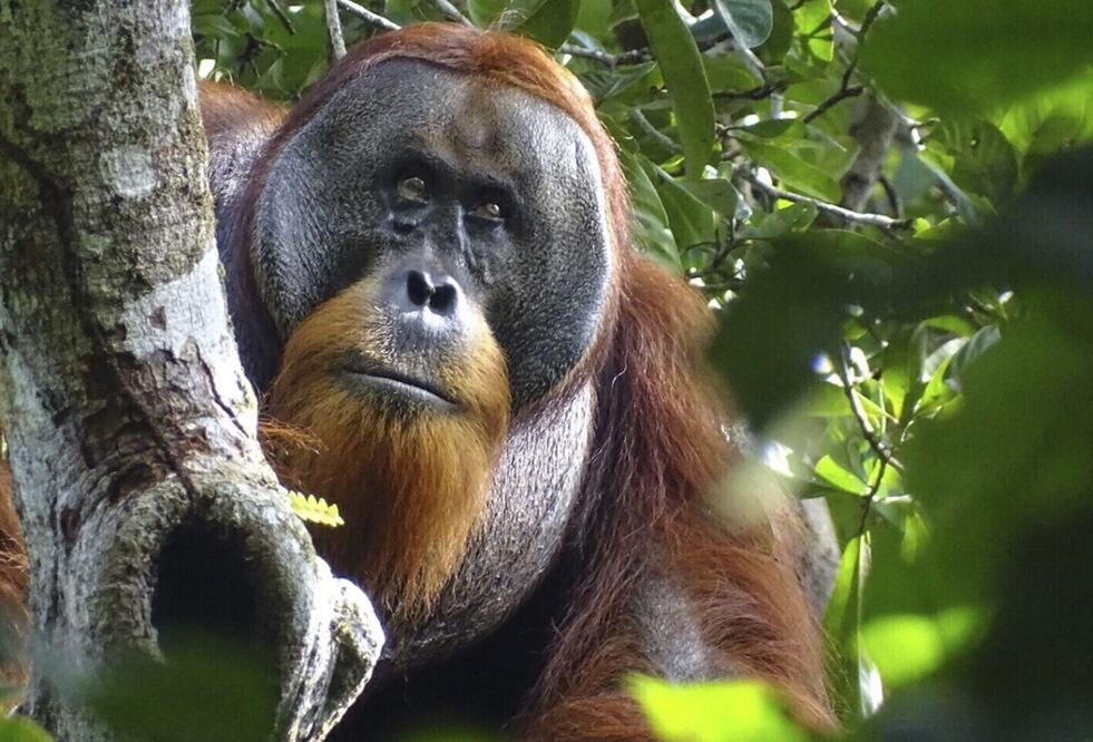 Orangután Rakus en el Parque Nacional Gunung Leuser de Indonesia.
Foto: AP / Fundación Suaq