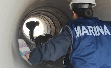 Marina y Profepa rescatan a coyote en Baja California; presenta problemas motrices y deshidratación