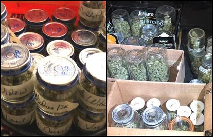 Desmantelan laboratorio de cultivo y procesamiento de marihuana en Tlalnepantla