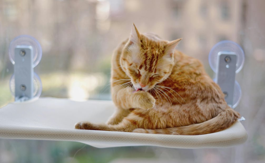 El aseo y la higiene de los gatos va más allá del acicalado que ellos mismos realizan, también incluye cepillar su pelo de manera periódica. Foto: Canva