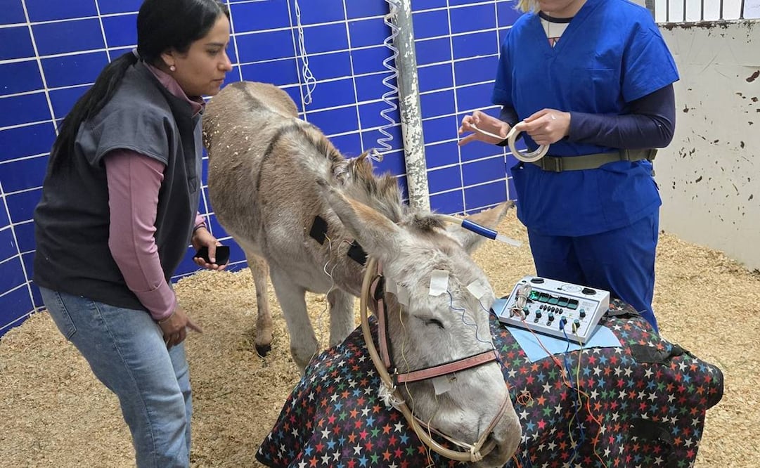Sabanero el burro con una sonda y acupuntura para mejorar su estado de salud este 26 de noviembre del 2024. Foto: Tomada de la cuenta de X de @FundacionToby