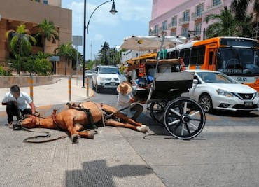 Buscan sustituir calesas arrastradas por caballos por electrónicas en Mérida