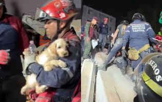 VIDEO: Perrito es rescatado entre escombros tras sismos en Venezuela; imágenes conmueven a internautas