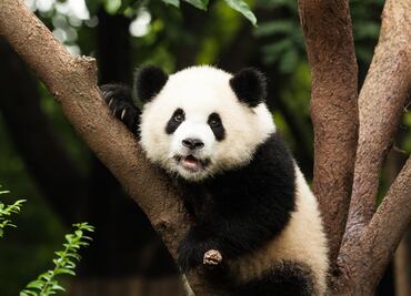 Pandas, en riesgo de quedar sin hogar