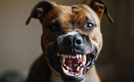 Aprende a evitar que un perro ataque, según Harvard