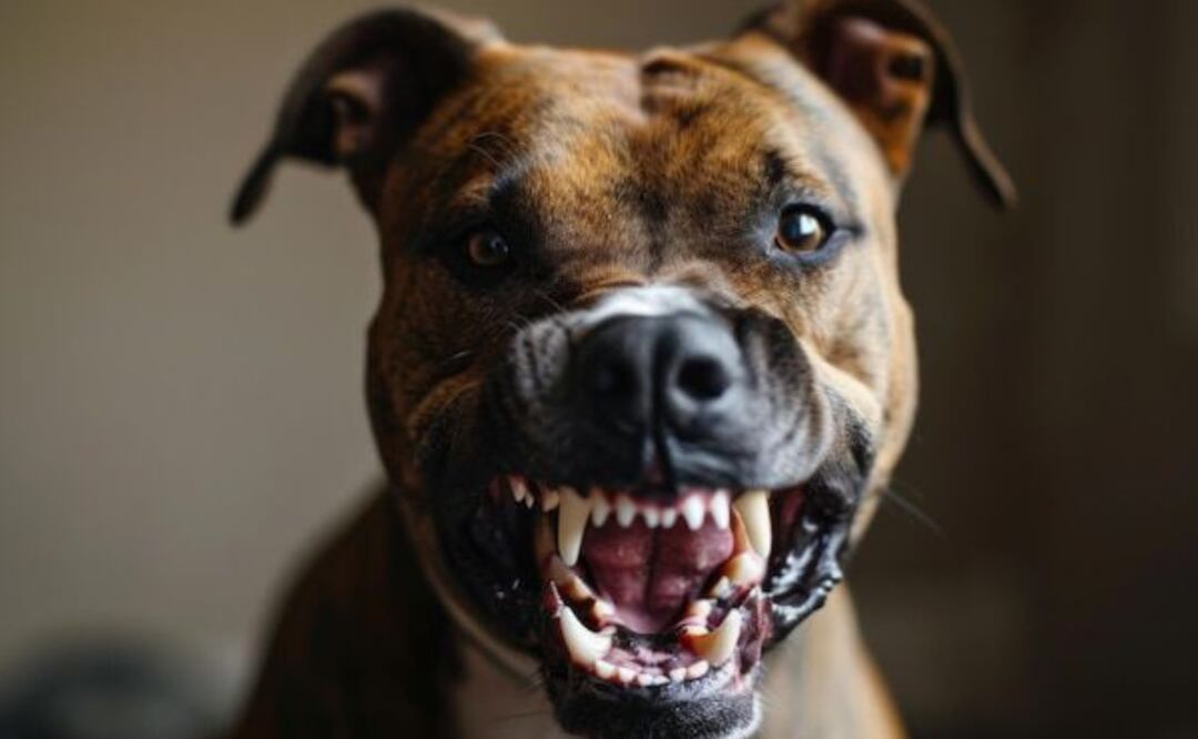 La universidad de Harvard revela la fórmula para prevenir ataques de perros. Fuente: Freepik.