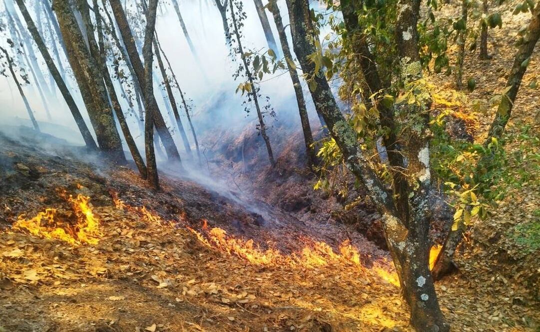 Hasta el momento, el incendio en el Parque Nacional "El Chico", solo ha dejado pérdidas materiales Foto: Especial