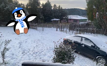 ¡Se fugaron los pingüinos! ¿Cuándo será el próximo frente frío número 12? Helará estos 6 estados del país