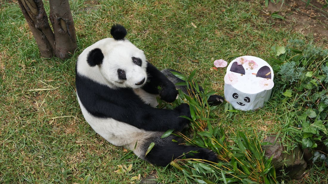 Xin-Xin recibirá su pastel de cumpleaños, en su habitad dentro de Chapultepec. Foto: Secretaría del Medio Ambiente
