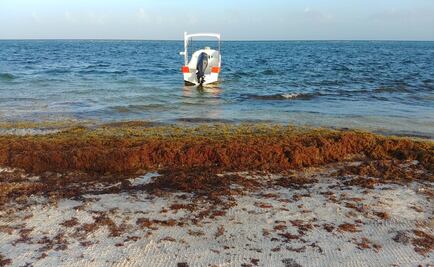 Gobierno de Quintana Roo emite declaratoria de "emergencia” por sargazo