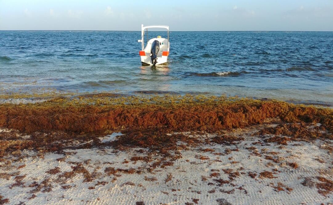 De acuerdo con la dependencia estatal, la cantidad de sargazo que arriba a las costas del Caribe Mexicano, va en aumento e implica un impacto negativo para el turismo. Foto: Adriana Varillas