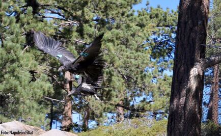 Liberan tres cóndores de California en área natural protegida