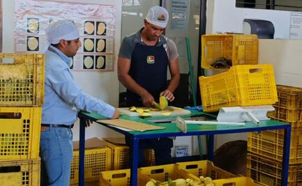 Detectan 16 huertos de mangos larvados en el Istmo de Tehuantepec, Oaxaca; crece riesgo para exportación