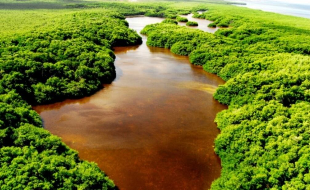 Tren Maya: reservas naturales por donde pasará la ruta