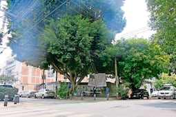 Gobierno de CDMX publica decreto para proteger arbolado urbano; no podrán derribarse árboles que sean patrimonio natural
