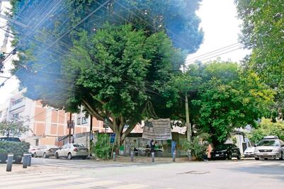 Gobierno de CDMX publica decreto para proteger arbolado urbano; no podrán derribarse árboles que sean patrimonio natural