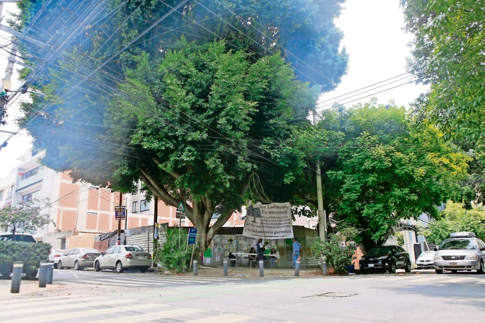Gobierno de CDMX publica decreto para proteger arbolado urbano. (Foto: especial)