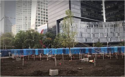 Ahuehuete de Reforma: Cronología de su llegada a la CDMX